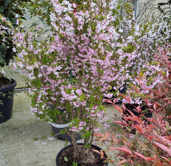 Prunus incisa 'Kojou-no-mai'