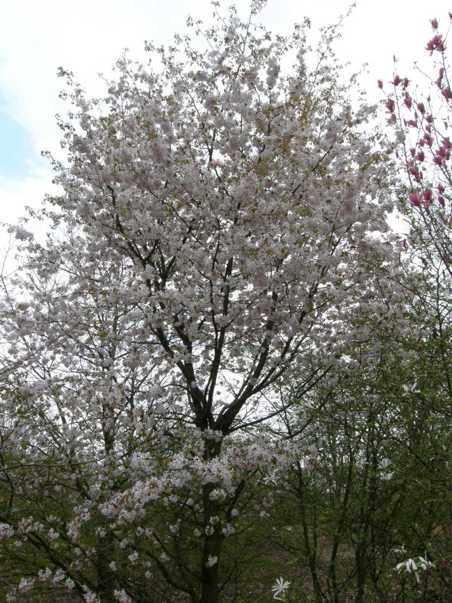 Prunus 'Korean Hill'