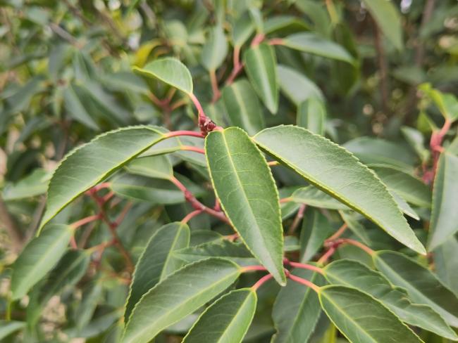 Prunus lusitanica 'Angustifolia'