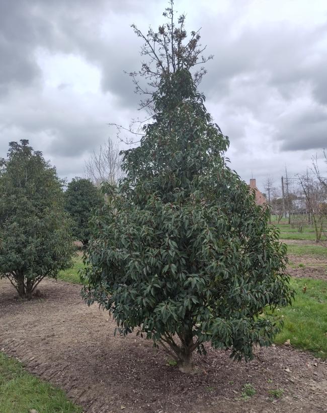 Prunus lusitanica 'Angustifolia'