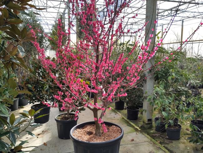 Prunus mume 'Beni-chi-dori'
