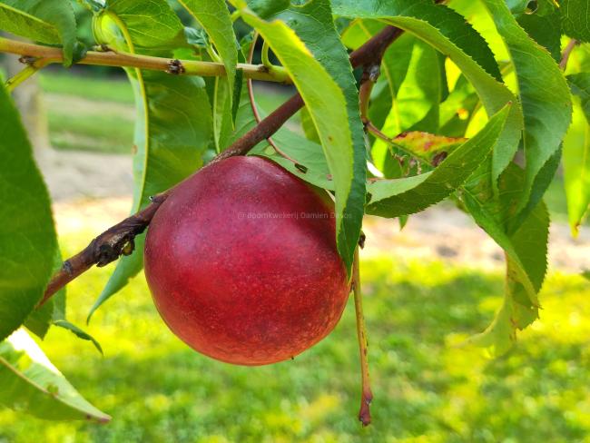Prunus persica nucipersica 'Madame Blanchet'