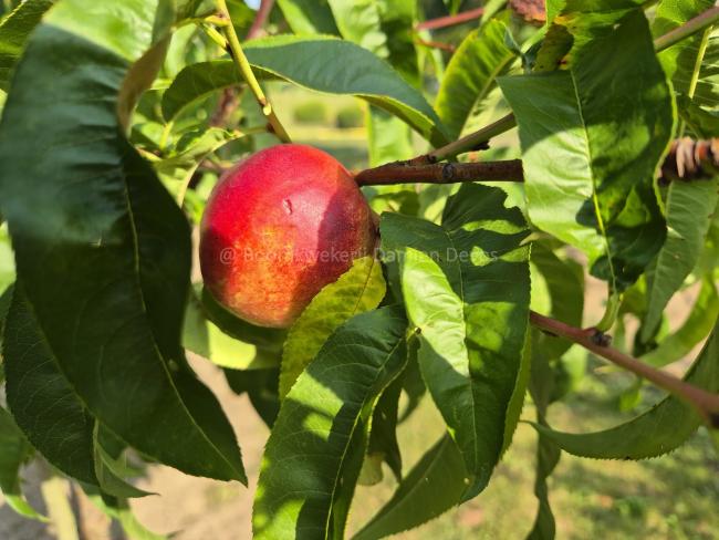 Prunus persica nucipersica 'Madame Blanchet'