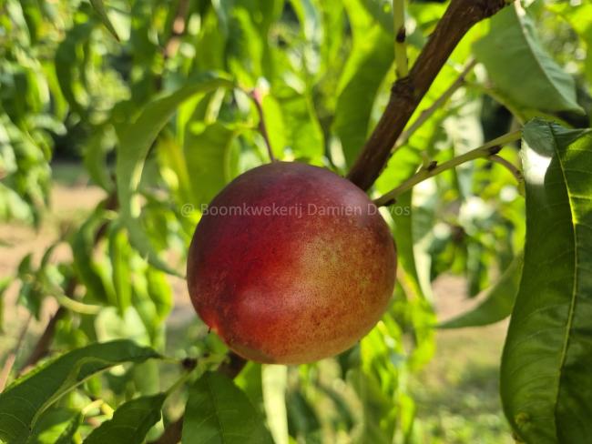 Prunus persica nucipersica 'Madame Blanchet'