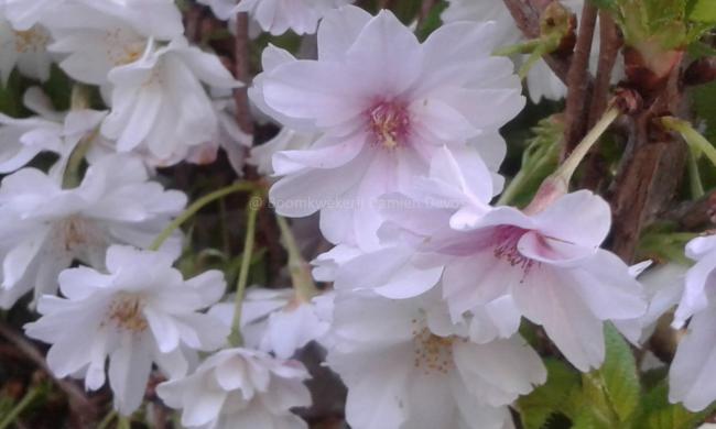 Prunus subhirtella 'Autumnalis Rosea'