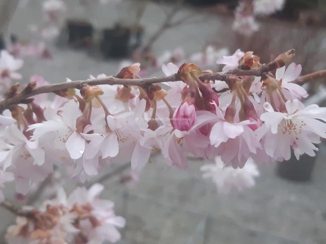 Prunus subhirtella 'Autumnalis Rosea'
