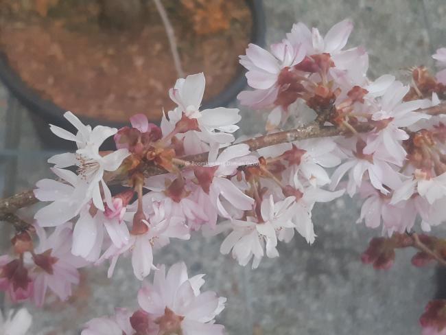 Prunus subhirtella 'Autumnalis Rosea'