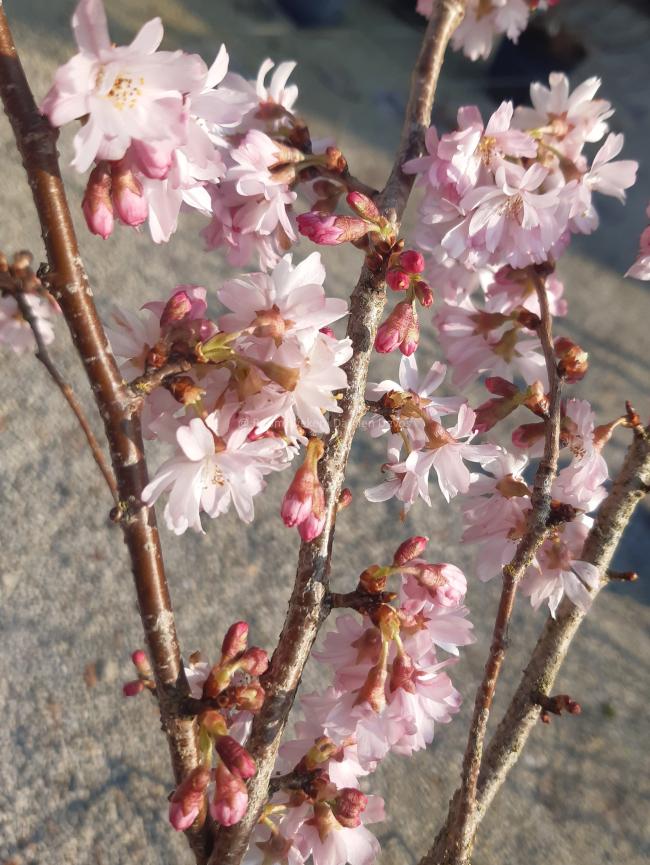 Prunus subhirtella 'Autumnalis Rosea'