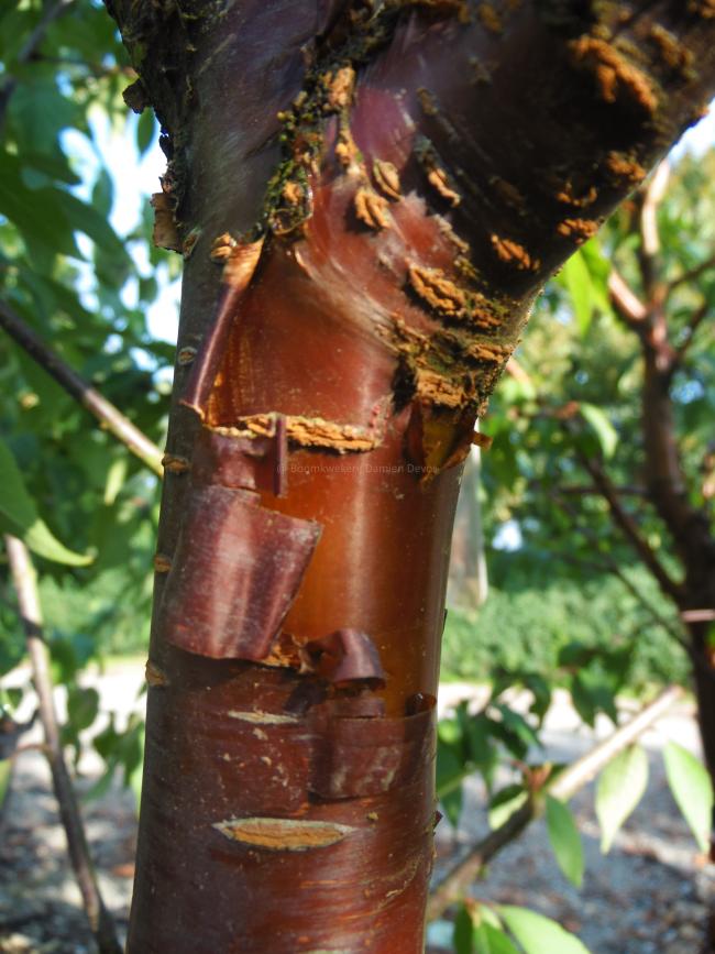 Prunus serrula 'Branklyn'
