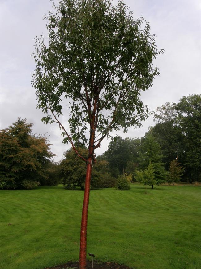 Prunus serrula 'Branklyn'