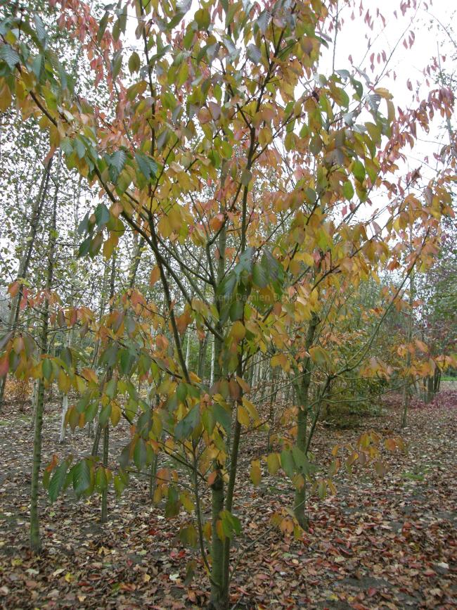 Prunus serrulata 'Fragrant Cloud'