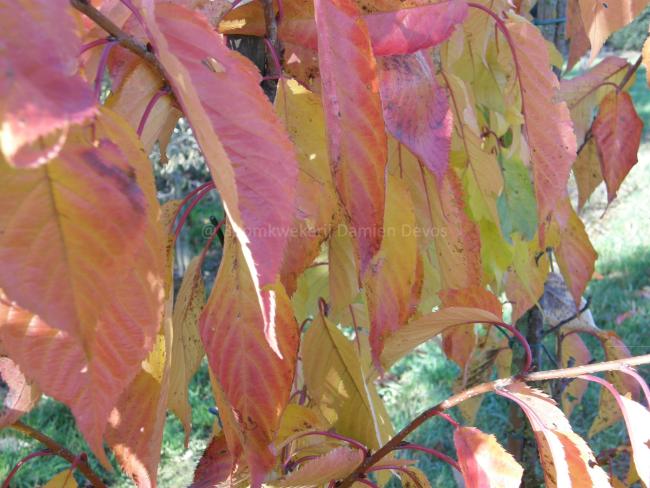 Prunus serrulata 'Fragrant Cloud'