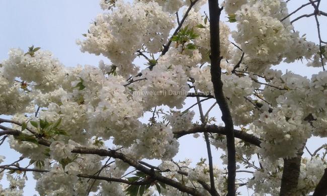 Prunus serrulata 'Shirotae'