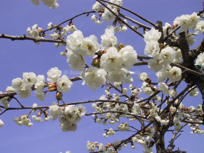 Prunus serrulata 'Shirotae'