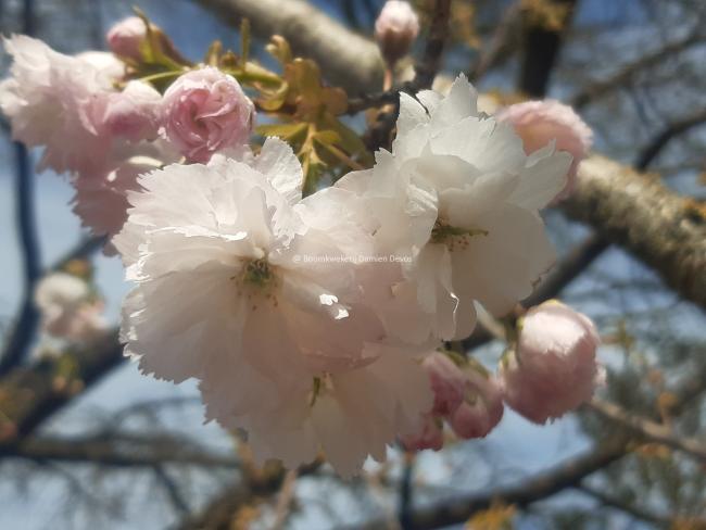 Prunus serrulata 'Shogetsu'
