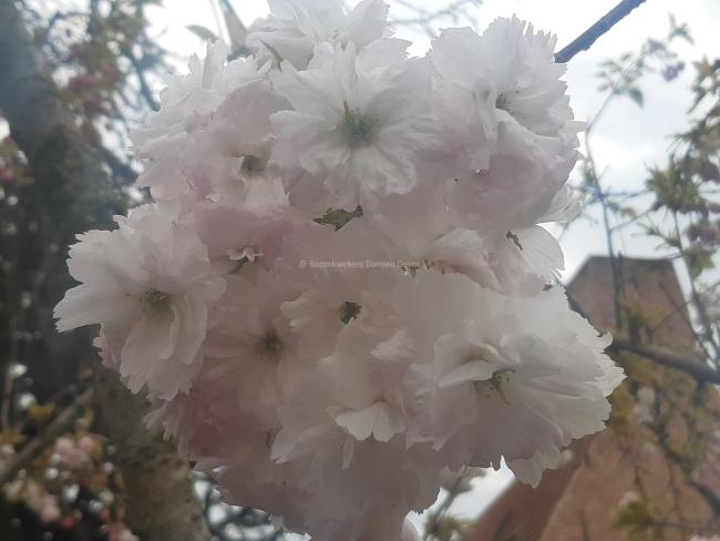 Prunus serrulata 'Shogetsu'