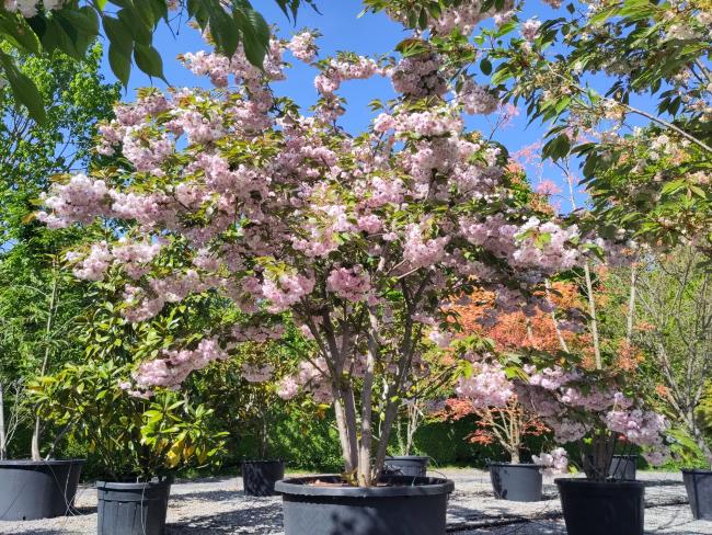 Prunus serrulata 'Ukon'