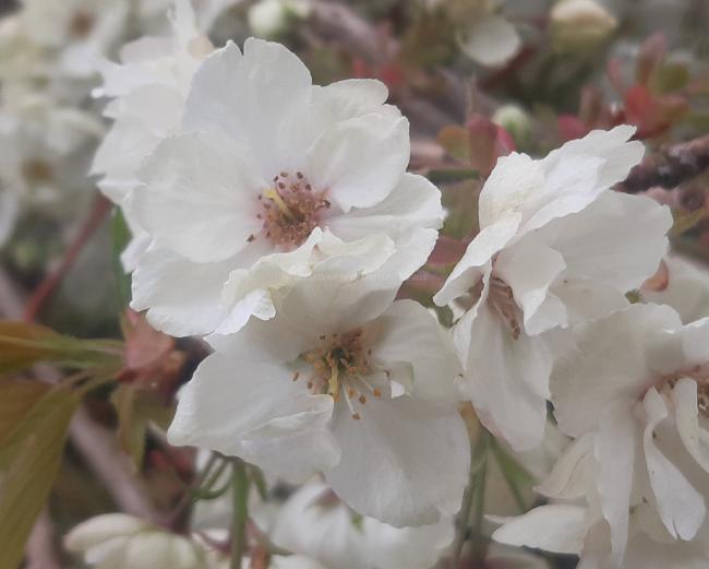 Prunus serrulata 'Ukon'