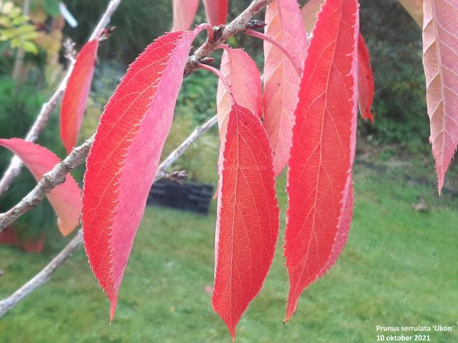 Prunus serrulata 'Ukon'