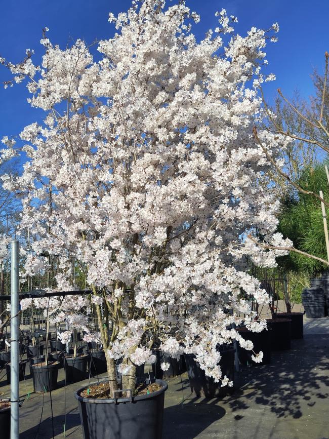 Prunus 'The Bride'