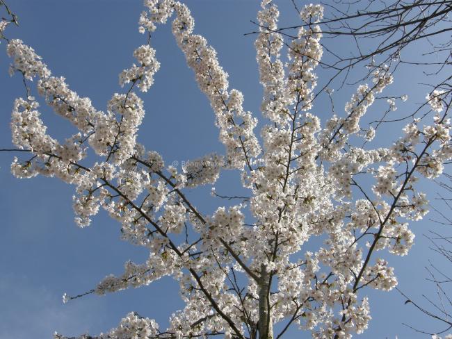Prunus yedoensis (x)