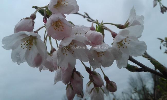 Prunus yedoensis (x)