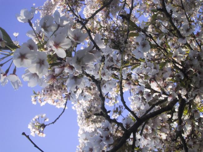 Prunus yedoensis (x)