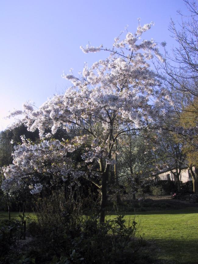 Prunus yedoensis (x)