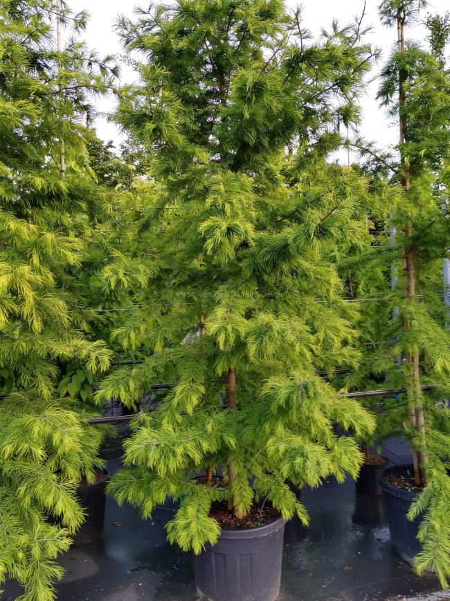 Pseudolarix amabilis