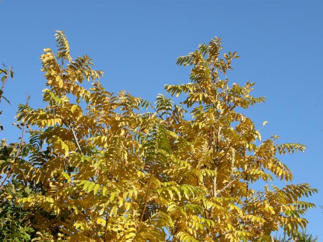 Pterocarya fraxinifolia