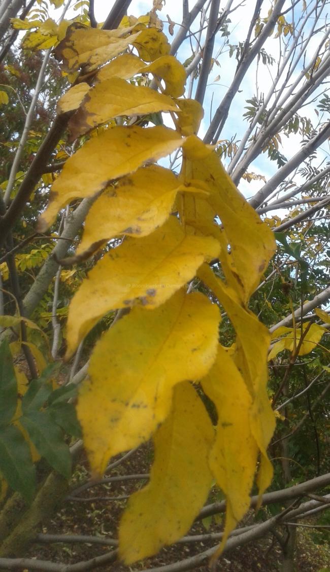 Pterocarya fraxinifolia