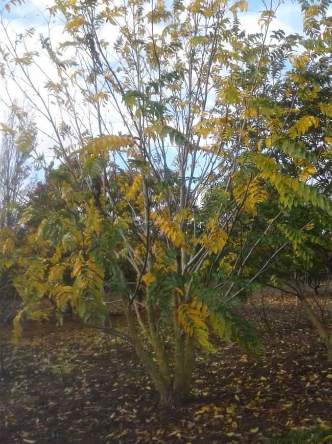 Pterocarya fraxinifolia