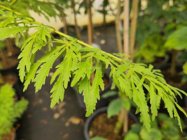 Pterocarya stenoptera 'Fern Leaf'