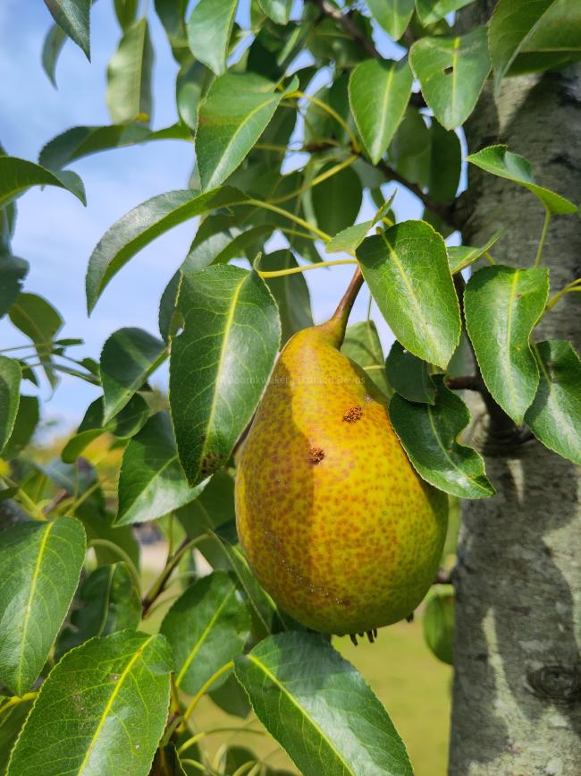 Pyrus communis 'Bonne Louise d'Avranches'