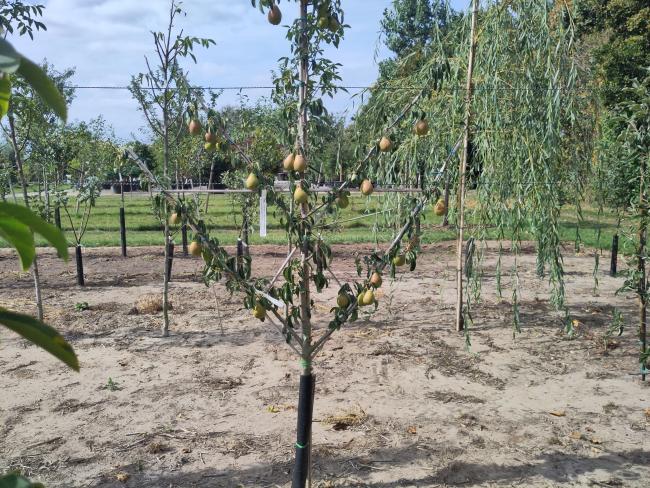 Pyrus communis 'Bonne Louise d'Avranches'