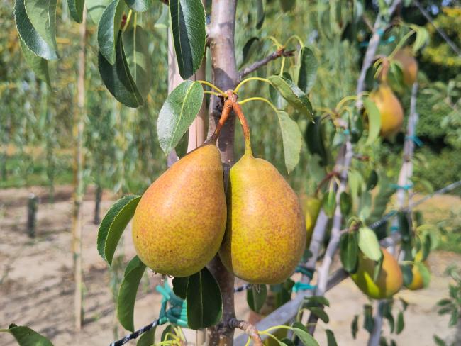 Pyrus communis 'Bonne Louise d'Avranches'