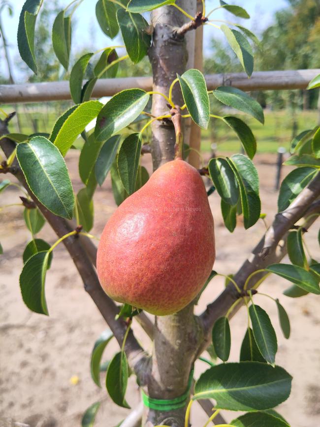 Pyrus communis 'Bonne Louise d'Avranches'