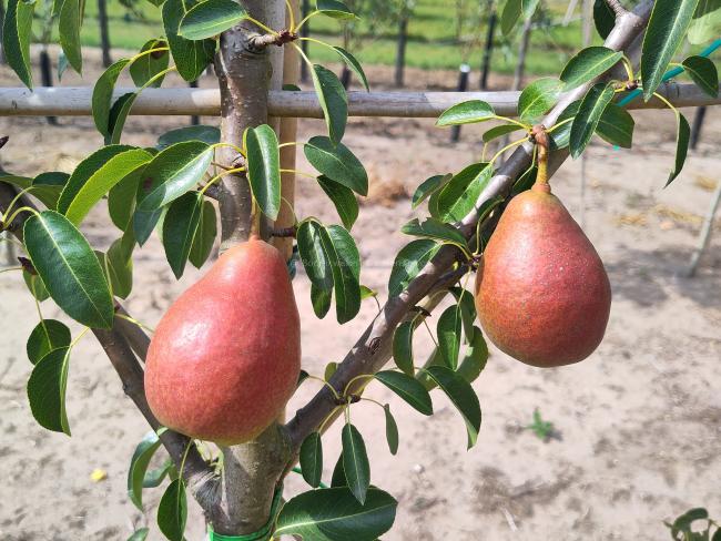 Pyrus communis 'Bonne Louise d'Avranches'