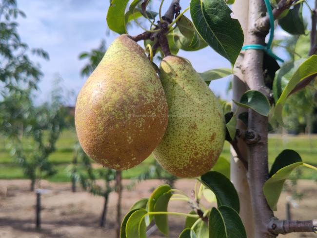 Pyrus communis 'Comtesse de Paris'