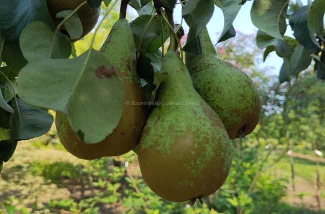 Pyrus communis 'Conference'