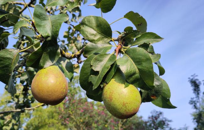 Pyrus communis 'Conference'