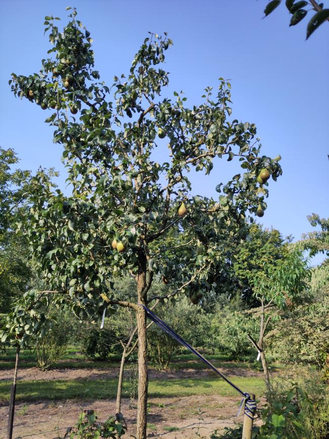 Pyrus communis 'Conference'