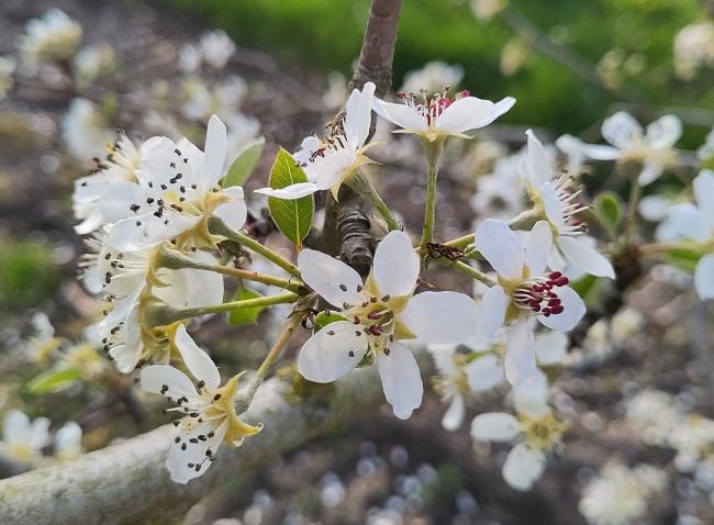 Pyrus communis 'Durondeau de Tongre'
