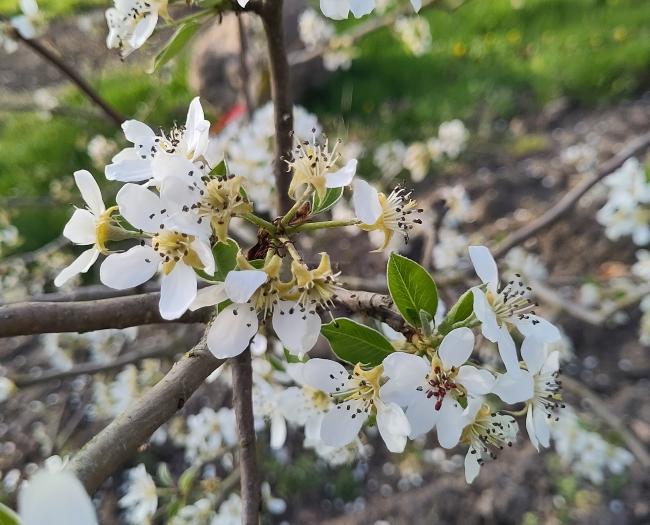 Pyrus communis 'Durondeau de Tongre'