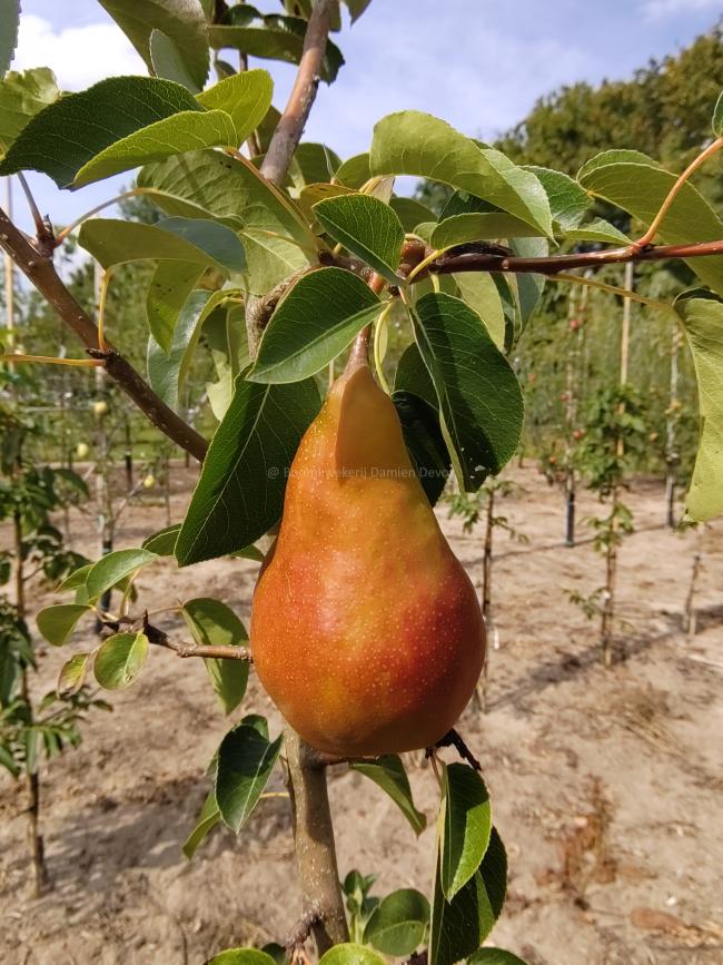 Pyrus communis 'Durondeau de Tongre'