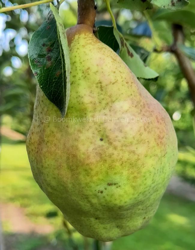 Pyrus communis 'Gute Graue'