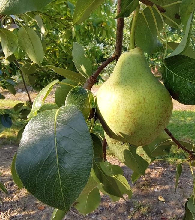 Pyrus communis 'Saint Mathieu'