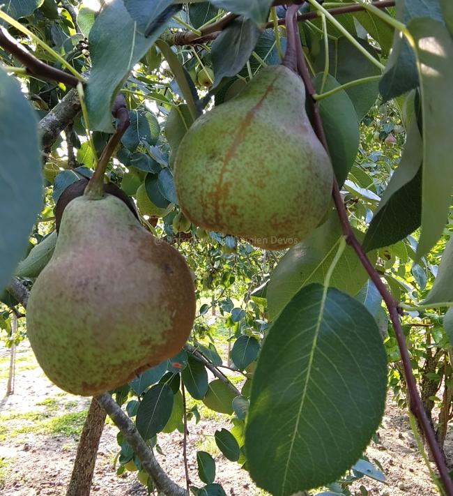 Pyrus communis 'Saint Mathieu'