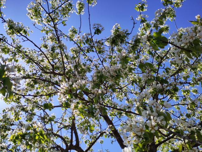 Pyrus communis 'Saint Mathieu'