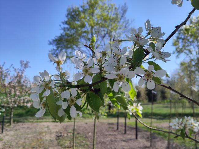 Pyrus communis 'Saint Mathieu'